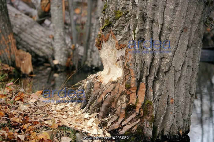 : Large Poplar Tree - showing signs of Beaver work : Large Poplar Tree - showing signs of Beaver work
