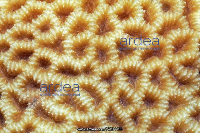 : Large-pored stony coral (Coeloseris mayeri) with : Large-pored stony coral (Coeloseris mayeri) with