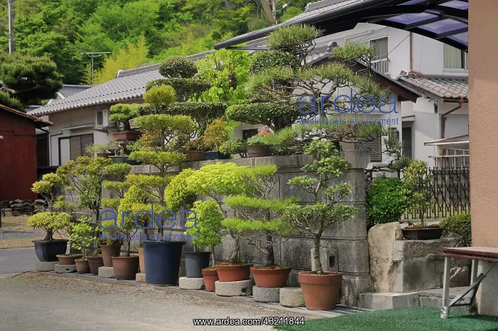 : Large privately owned Bonsai garden in Sasayama : Large privately owned Bonsai garden in Sasayama