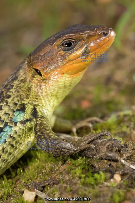 : Large Psammodromus - close-up - male : Large Psammodromus - close-up - male