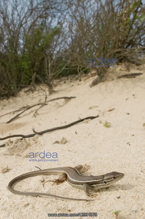 : Large Psammodromus - in habitat : Large Psammodromus - in habitat