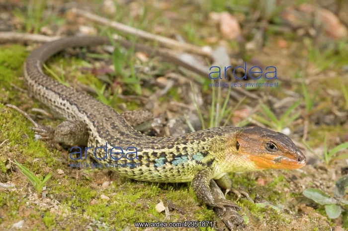 : Large Psammodromus - male : Large Psammodromus - male