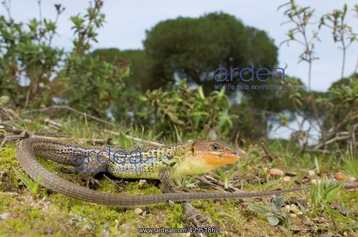 : Large Psammodromus - male - in habitat : Large Psammodromus - male - in habitat