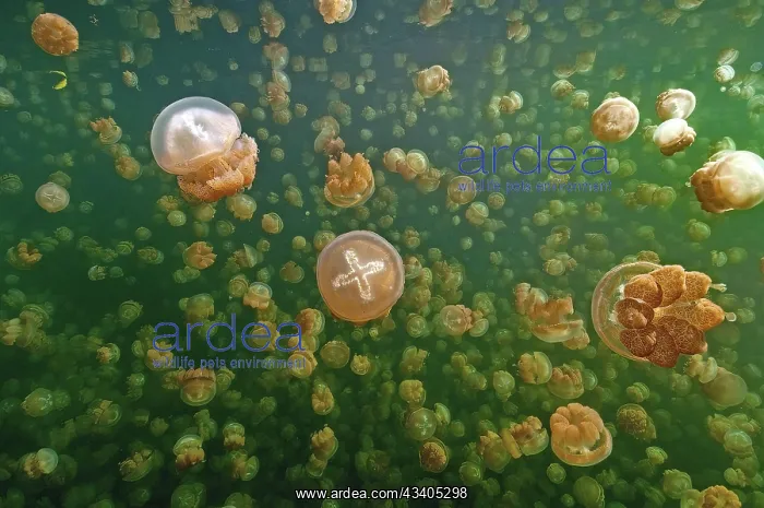 : Large quantity Number of umbrella jellyfish Lagoon ( : Large quantity Number of umbrella jellyfish Lagoon (