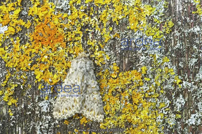 : Large Ranunculus Moth : Large Ranunculus Moth