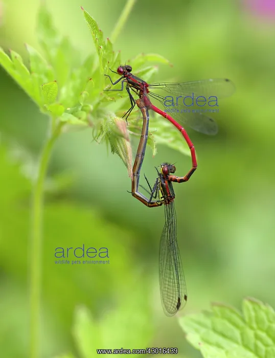 : Large Red Damselflies male and female mating on : Large Red Damselflies male and female mating on