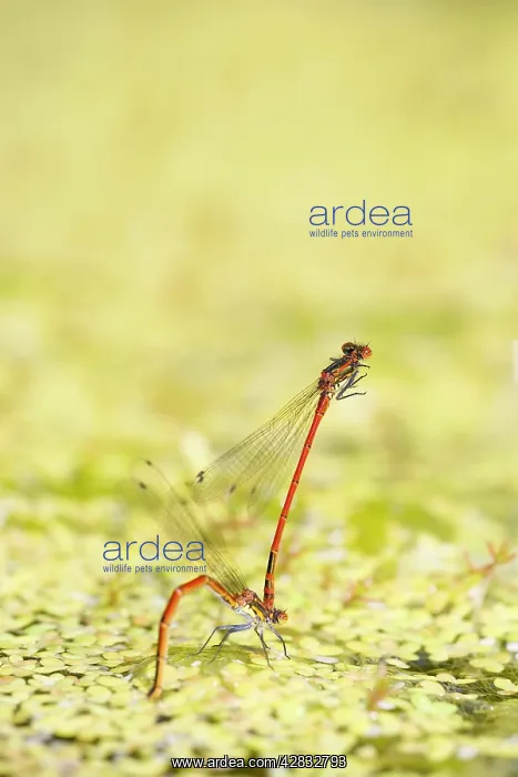 : Large Red Damselflies - mating on garden pond : Large Red Damselflies - mating on garden pond