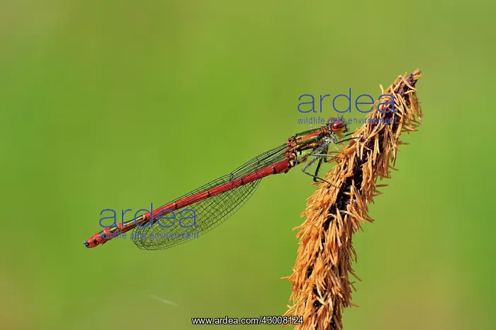 : Large Red Damselfly : Large Red Damselfly