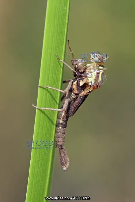 : Large Red Damselfly : Large Red Damselfly
