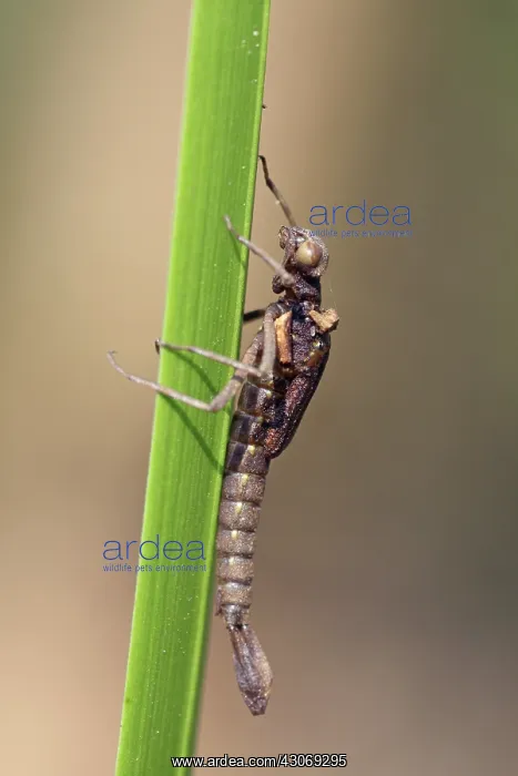 : Large Red Damselfly : Large Red Damselfly