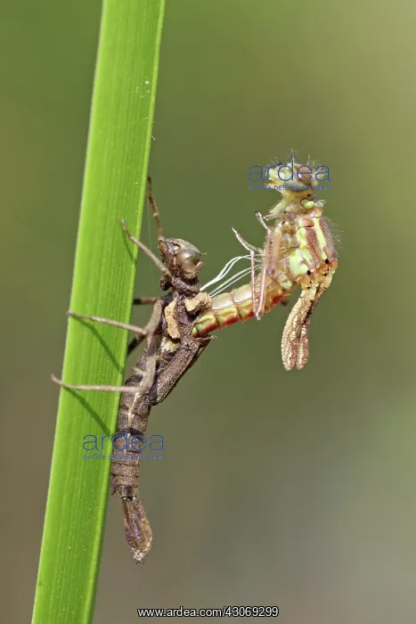 : Large Red Damselfly : Large Red Damselfly