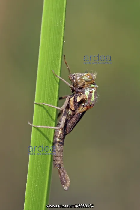 : Large Red Damselfly : Large Red Damselfly
