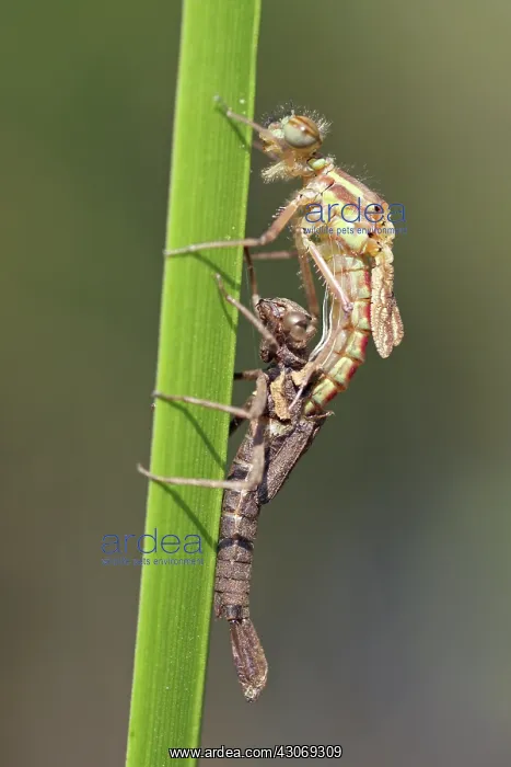 : Large Red Damselfly : Large Red Damselfly