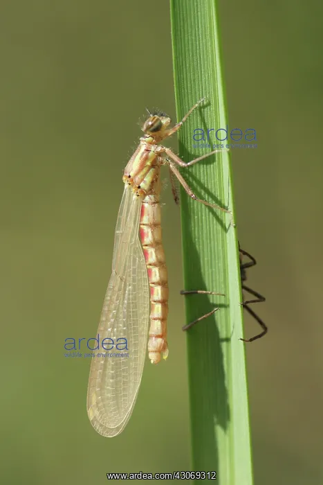 : Large Red Damselfly : Large Red Damselfly