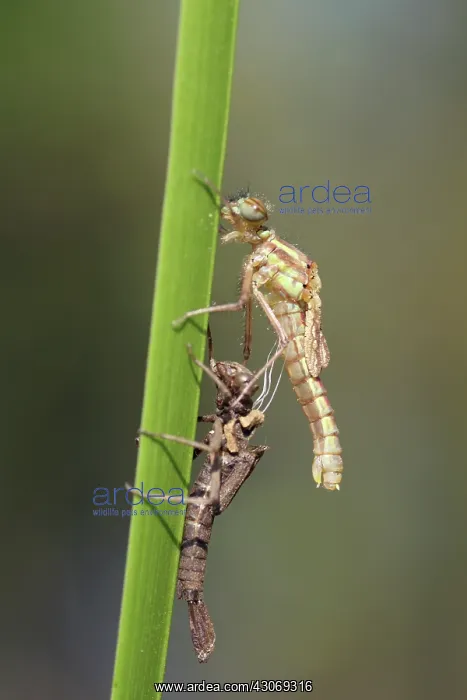 : Large Red Damselfly : Large Red Damselfly