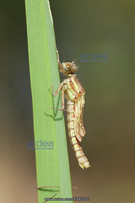 : Large Red Damselfly : Large Red Damselfly