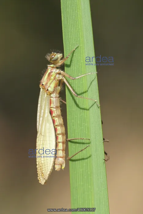  : Large Red Damselfly