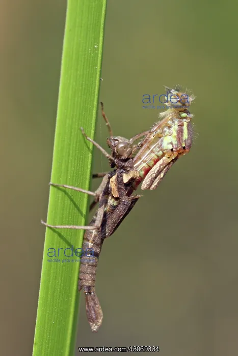 : Large Red Damselfly : Large Red Damselfly