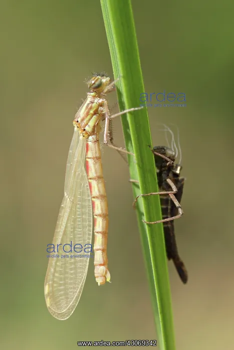  : Large Red Damselfly