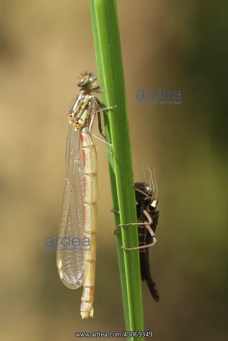 : Large Red Damselfly : Large Red Damselfly