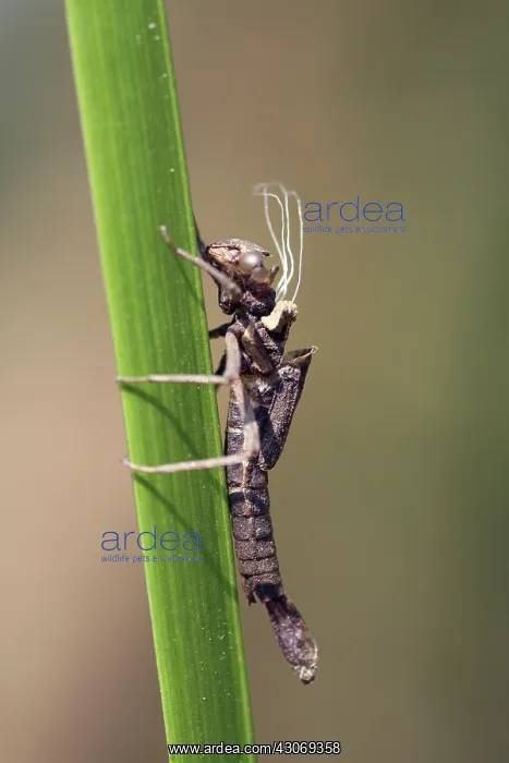  : Large Red Damselfly