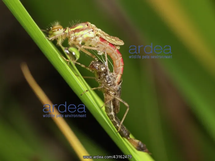 : Large Red Damselfly : Large Red Damselfly