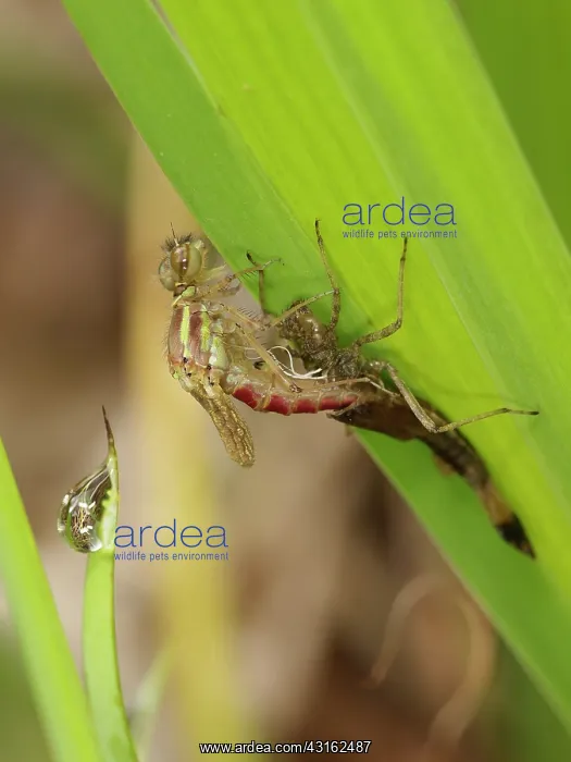 : Large Red Damselfly : Large Red Damselfly