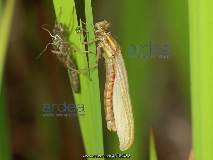 : Large Red Damselfly : Large Red Damselfly
