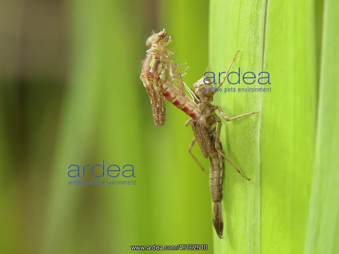 : Large Red Damselfly : Large Red Damselfly