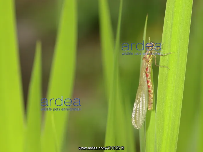 : Large Red Damselfly