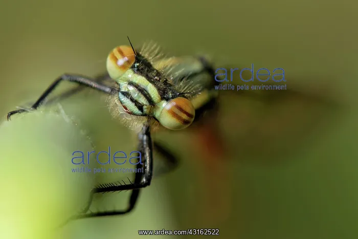 : Large Red Damselfly : Large Red Damselfly