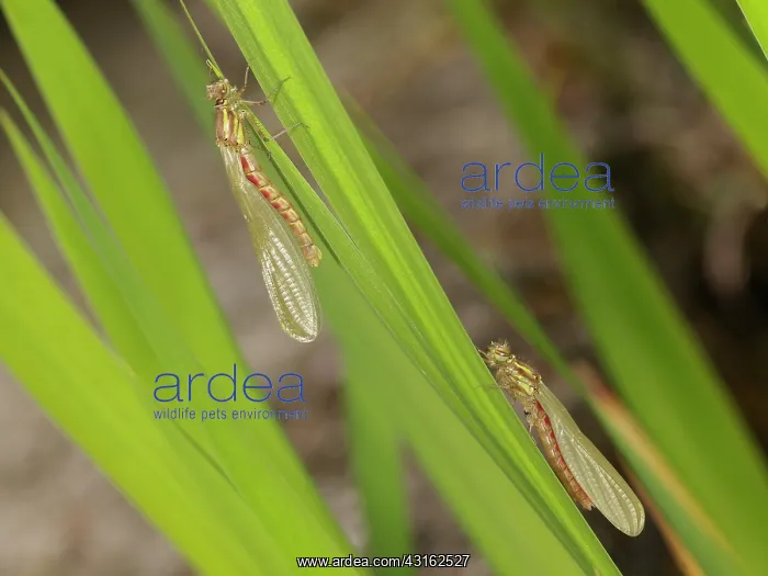 : Large Red Damselfly : Large Red Damselfly