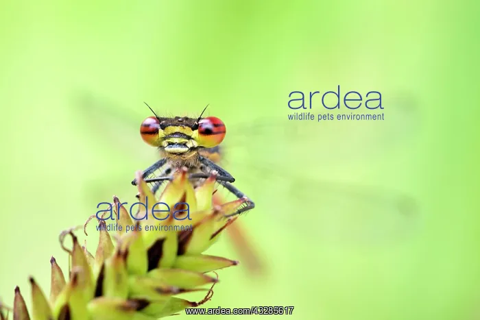 : Large Red Damselfly : Large Red Damselfly
