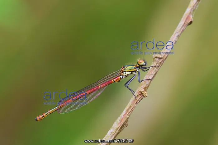 : Large Red Damselfly Cornwall, UK (Pyrrhosoma nymphula) : Large Red Damselfly Cornwall, UK (Pyrrhosoma nymphula)