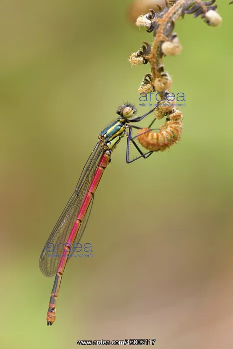 : Large Red Damselfly Cornwall, UK (Pyrrhosoma nymphula) : Large Red Damselfly Cornwall, UK (Pyrrhosoma nymphula)