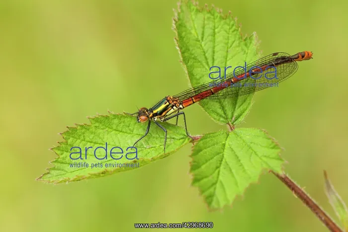 : Large Red Damselfly - still in early stages and : Large Red Damselfly - still in early stages and