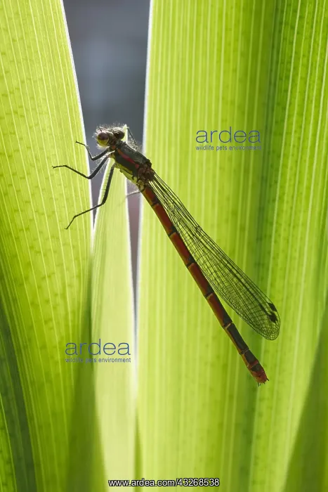 : Large Red Damselfly on Iris leaf - Norfolk UK : Large Red Damselfly on Iris leaf - Norfolk UK
