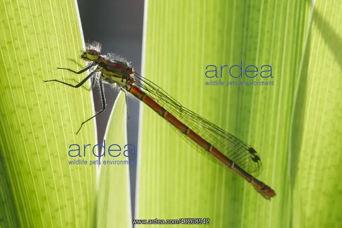 : Large Red Damselfly on Iris leaf - Norfolk UK : Large Red Damselfly on Iris leaf - Norfolk UK