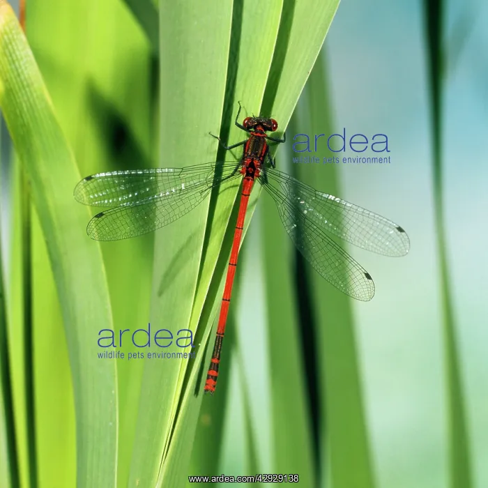 : Large Red Damselfly - male : Large Red Damselfly - male