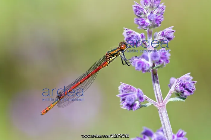 : Large Red Damselfly - male : Large Red Damselfly - male