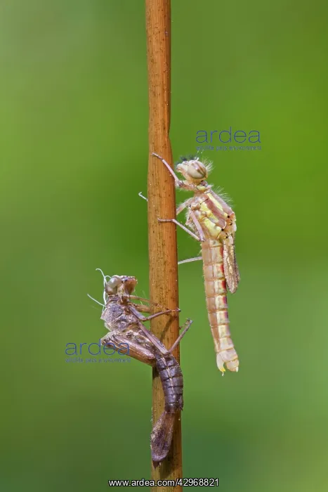 : Large Red Damselfly - newly emerged from nymphal : Large Red Damselfly - newly emerged from nymphal