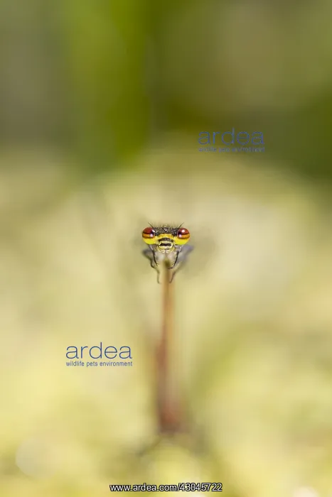 : Large Red Damselfly - Norfolk UK : Large Red Damselfly - Norfolk UK