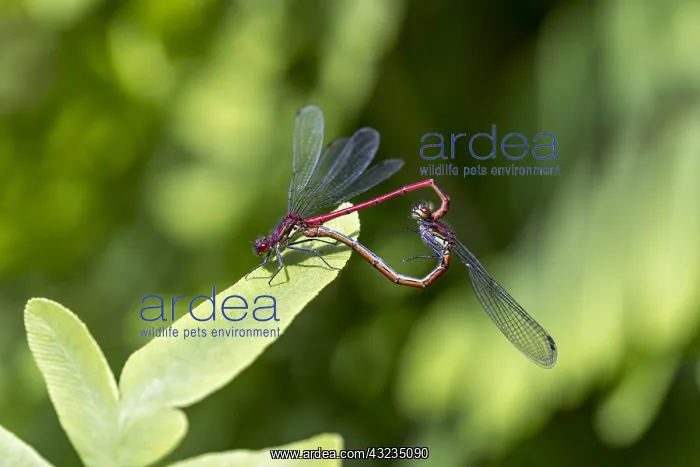 : Large Red Damselfly - Pair Mating - Cambridgeshire - UK : Large Red Damselfly - Pair Mating - Cambridgeshire - UK