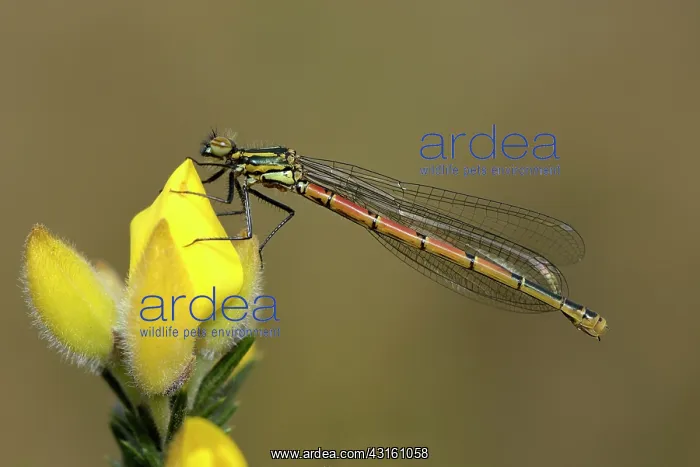 : Large Red Damselfly (Pyrrhosoma nymphula) : Large Red Damselfly (Pyrrhosoma nymphula)