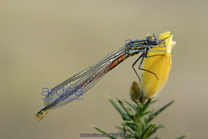 : Large Red Damselfly (Pyrrhosoma nymphula) : Large Red Damselfly (Pyrrhosoma nymphula)