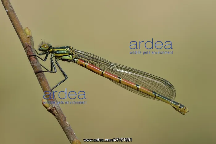 : Large Red Damselfly (Pyrrhosoma nymphula) : Large Red Damselfly (Pyrrhosoma nymphula)