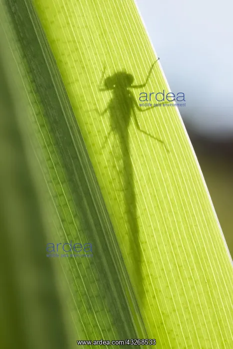 : Large Red Damselfly shadow on Iris leaf - Norfolk : Large Red Damselfly shadow on Iris leaf - Norfolk