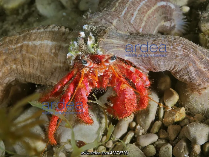 : Large red hermit crab (Dardanus Calidus), underwater : Large red hermit crab (Dardanus Calidus), underwater