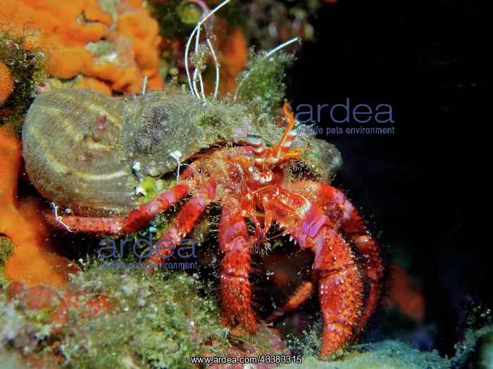 : Large red hermit crab (Dardanus calidus). Dive : Large red hermit crab (Dardanus calidus). Dive