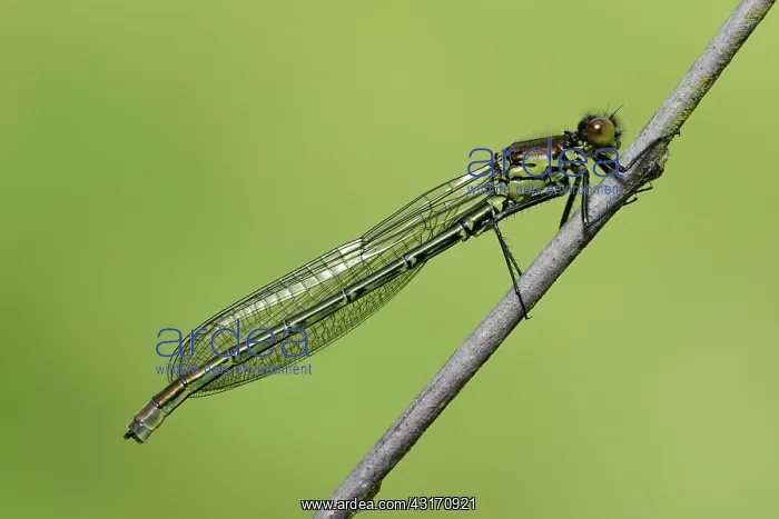 : Large Redeye : Large Redeye
